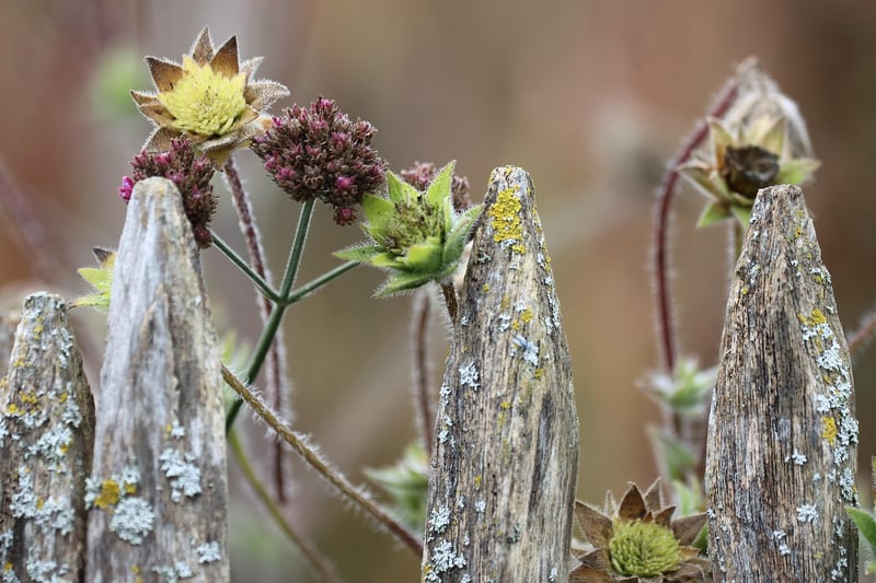 Cycle of Life in the Garden