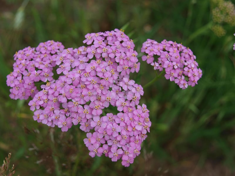 Wiccan herbs